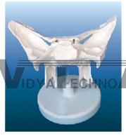 The expansion model of sphenoid bone